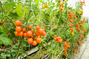 Close-up ripe cherry tomatoes are soon to be harvested on the farm in Taiwan.