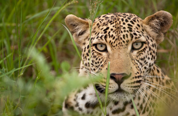 Fototapeta na wymiar Leopard in all its beauty