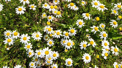 Daisies close-up in the field on a spring day