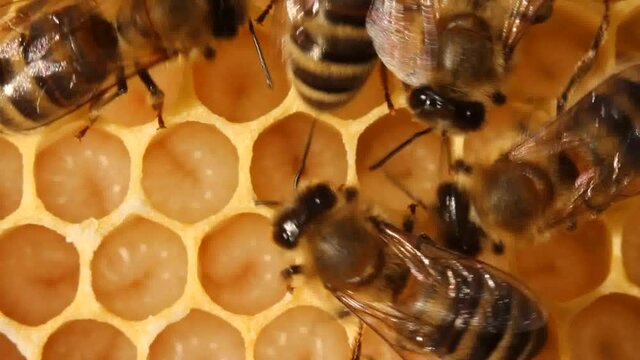 Bees cover the larvae with wax for their further development into an insect.
The complex process of bee development - from egg to insect.
