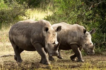 Foto op Plexiglas White rhino on the move.. © Matthew