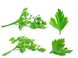 green parsley vegetable isolated on white background
