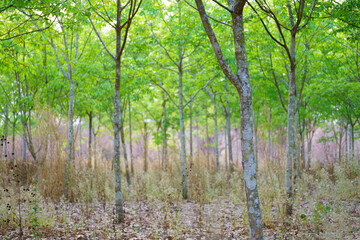 Rubber trees that are leaving green leaves.