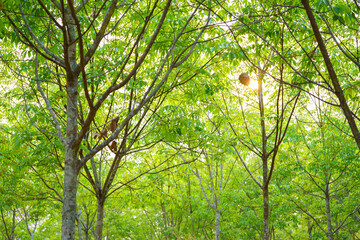 Rubber trees that are leaving green leaves.