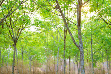 Fototapeta premium Rubber trees that are leaving green leaves.