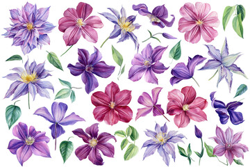 Watercolor flowers Clematis on isolated white background, botanical painting. Set of floral design elements.
