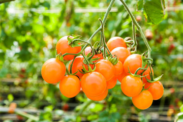 Close-up ripe cherry tomatoes are soon to be harvested on the farm in Taiwan.