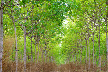 Fototapeta na wymiar Rubber trees that are leaving green leaves.