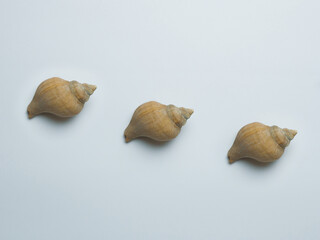 Empty sink of sea mollusk. Carbonate shell.