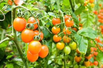 Close-up ripe cherry tomatoes soon to be harvest on the farm in Taiwan.