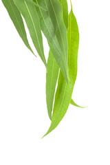 Obraz premium Closeup eucalyptus leaves on white background.