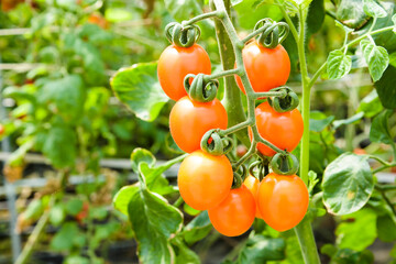 Close-up ripe cherry tomatoes are soon to be harvested on the farm in Taiwan.
