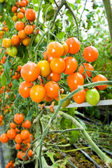 Branch of fresh cherry tomatoes hanging on a vine in the organic farm.