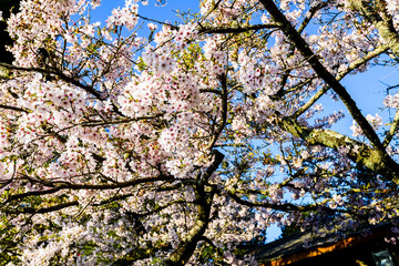 cherry blossoms blooming in Alishan of Chiayi. Alishan Forest Recreation Area in Chiayi, Taiwan.