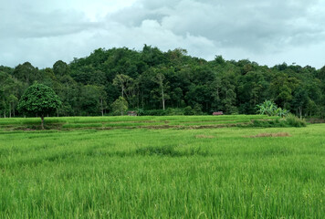 Obraz premium Green Rice Fields