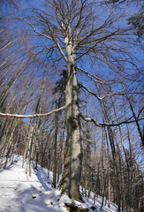 Wanderung Hohenaschau-Hofalm