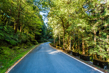 The asphalt road through in forest, Alishan Forest Recreation Area in Chiayi, Taiwan.