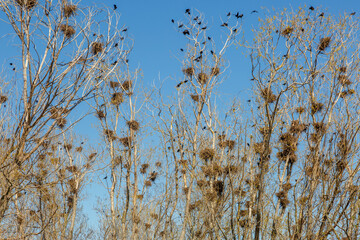 Colony of rooks building their nests in the grove during the spring. Corvus frugilegus.
