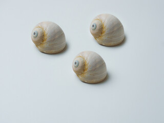 Empty sink of sea mollusk. Carbonate shell.
