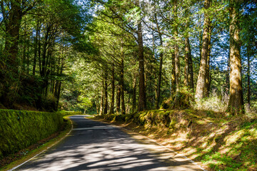 Fototapeta na wymiar The asphalt road through in forest, Alishan Forest Recreation Area in Chiayi, Taiwan.
