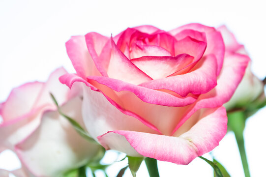 close-up - soft pink roses on a light background