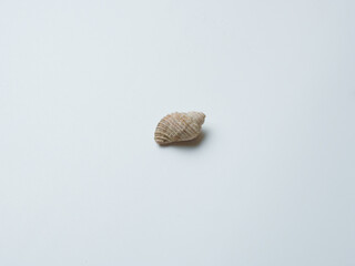 Empty sink of sea mollusk. Carbonate shell.