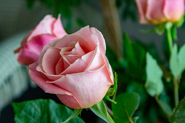 Fresh pink roses. Bouquet of beautiful flowers. 