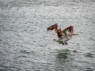  Pelican Take Off
