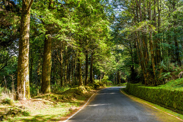 The asphalt road through in forest, Alishan Forest Recreation Area in Chiayi, Taiwan.