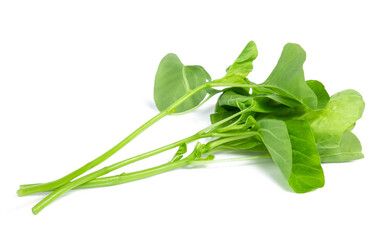 Obraz premium spinach vegetable isolated on white background clipping path