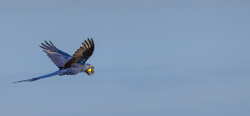 A Hycanth Macaw flying through the Pantanal in Mato Grosso, Brazil