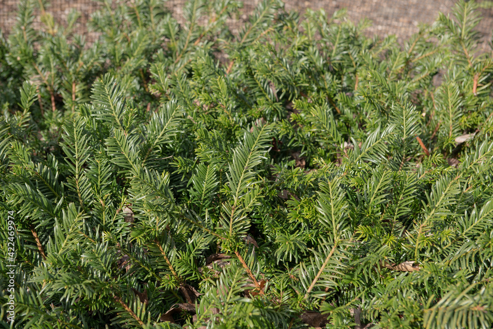 Wall mural Bright Green Spring Foliage of an Evergreen Spreading Prostrate Japanese Plum Yew Shrub (Cephalotaxus harringtonia 'Prostrata') Growing in a Woodland Garden in Rural Devon, England, UK