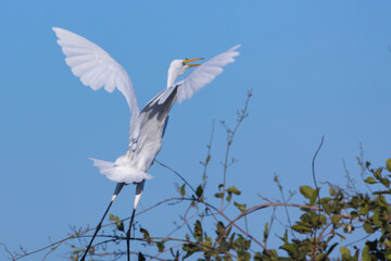 A Great Egret starting to fly from a tree, seen in the Pantanal in Mato Grosso, Brazil