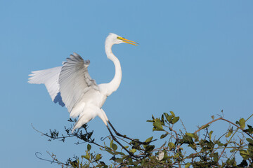 Starting Great Egret (Ardea alba) seen in the northern Pantanal in Mato Grosso, Brazil