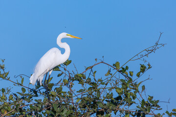 White Great Egret in the northern Pantanal in Mato Grosso, Brazil