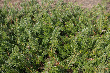 Bright Green Spring Foliage of an Evergreen Spreading Prostrate Japanese Plum Yew Shrub (Cephalotaxus harringtonia 'Prostrata') Growing in a Woodland Garden in Rural Devon, England, UK