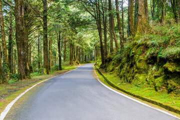 The asphalt road through in forest, Alishan Forest Recreation Area in Chiayi, Taiwan.