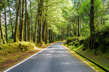 The asphalt road through in forest, Alishan Forest Recreation Area in Chiayi, Taiwan.