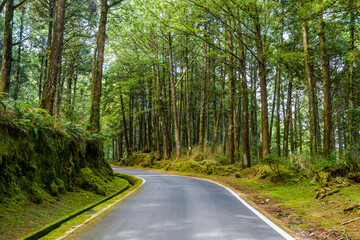 The asphalt road through in forest, Alishan Forest Recreation Area in Chiayi, Taiwan.