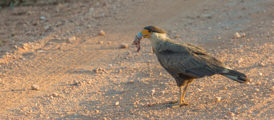 Clos-Up of a Caracara with prey in the beak on the Transpantaneira in the northern Pantanal in Mato Grosso, Brazil