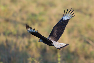 Flying Crested Caracara (Caracara plancus) in the Pantanal in Mato Grosso, Brazil