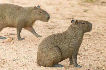 A Capybara sitting on the Transpantaneira in the northern Pantanal in Mato Grosso, Brazil