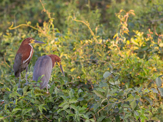 Two rufescent tiger herons sitting in trees in the Pantanal along the Transpantaneira in Mato Grosso, Brazil
