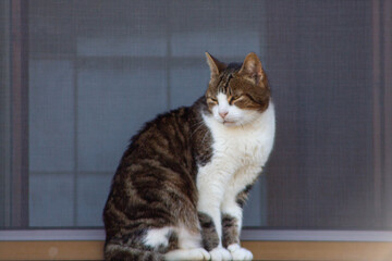 Italian cat stay out of window, Italian cat, Animals lovers, wildlife.European kittens, Italy.