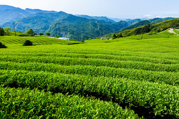 Fototapeta na wymiar Beautiful tea plantation landscape on the mountaintop of Alishan in Taiwan.
