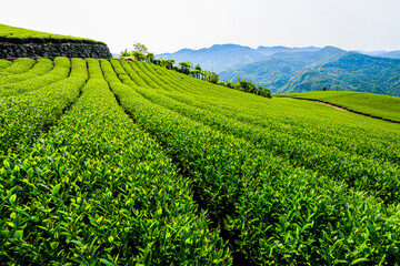 Beautiful tea plantation landscape on the mountaintop of Alishan in Taiwan.