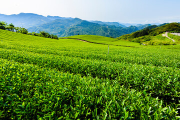 Fototapeta na wymiar Beautiful tea plantation landscape on the mountaintop of Alishan in Taiwan.