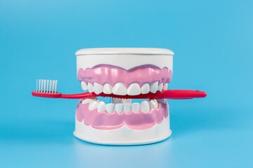 Clean teeth dental jaw model and red thooth brush on blue background.