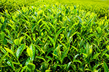 Close-up of tea plantation in the mountaintop