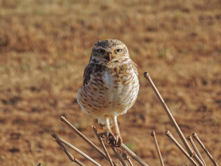 standing owl posing for photo